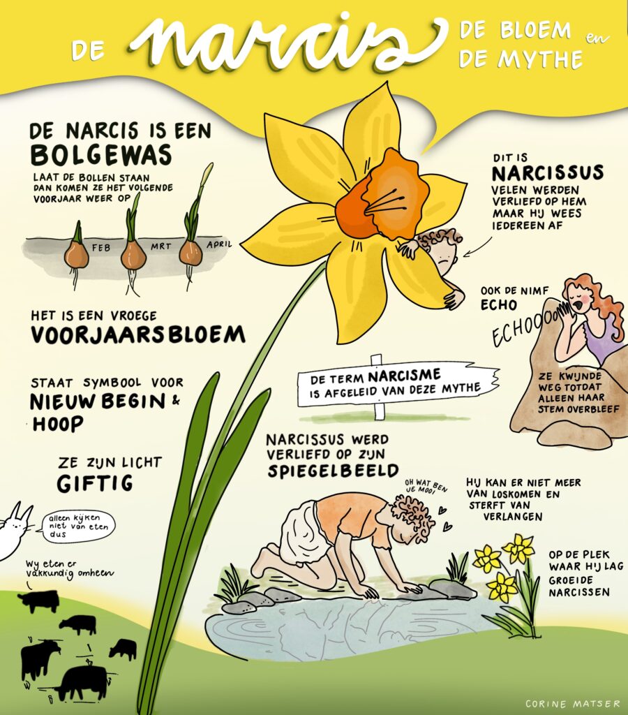 Praatplaat over de Narcis en Narcissus - Corine Matser